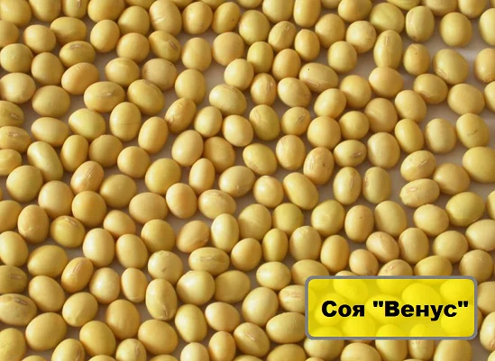 Насіння сої Венус – канадський сорт під Раундап- фото № 1