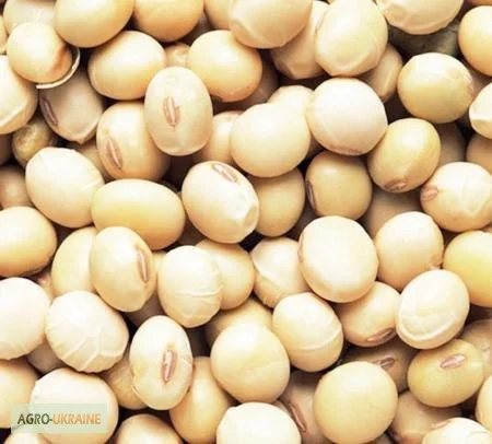 Семена сои Максус CHU 2600, 1-я репродукция- фото № 1