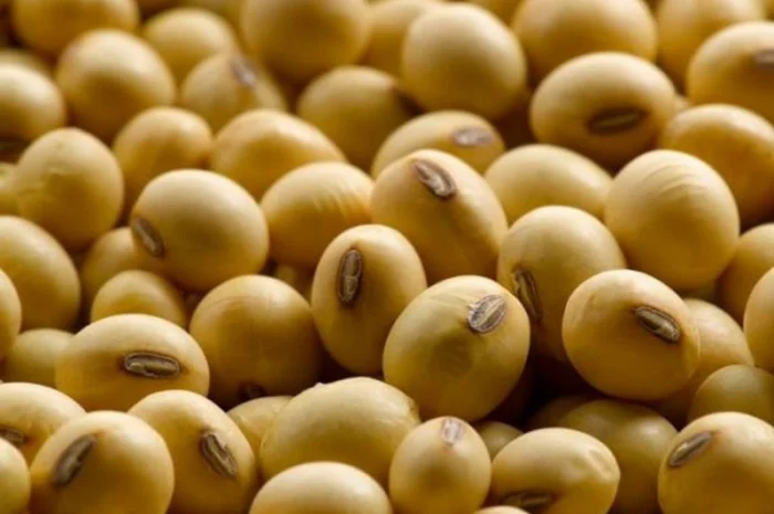 Посевная соя, ультраранняя, для посева, сорта RR2YS-04D3, Апполо, S0009, M2, Оникс- фото № 3