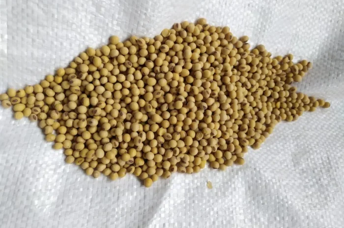 Посевная соя, ультраранняя, для посева, сорта RR2YS-04D3, Апполо, S0009, M2, Оникс- фото № 4