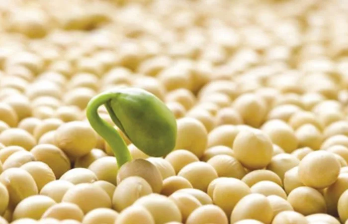 Посевная соя, ультраранняя, для посева, сорта RR2YS-04D3, Апполо, S0009, M2, Оникс- фото № 2