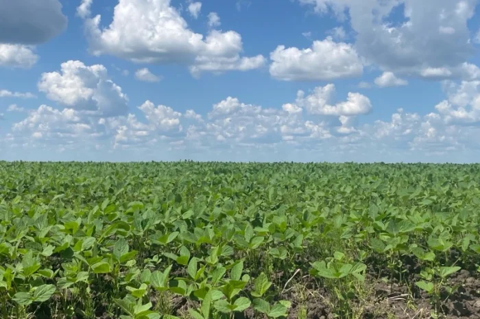 Продам сою без ГМО- фото № 1