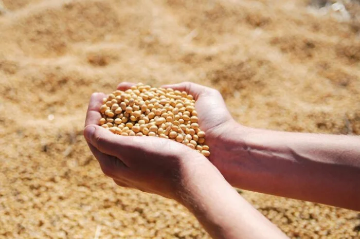 Купуємо сою. Нового урожю- фото № 3