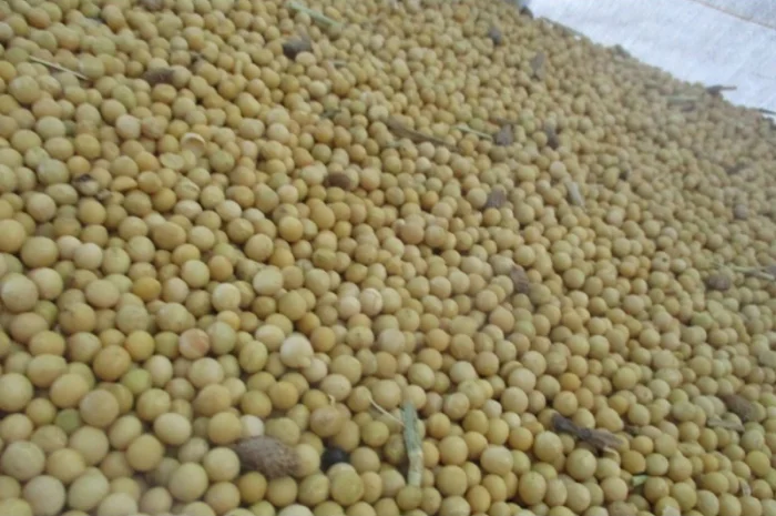 Купуємо сою. Нового урожю- фото № 4