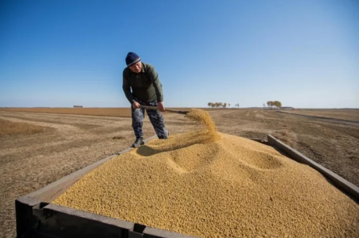 Куплю С/Х продукцію - Соя гмо- фото № 1