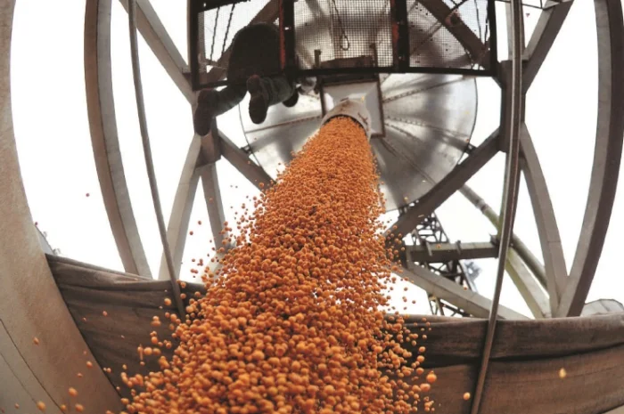 Куплю С/Х продукцію - Соя гмо- фото № 3