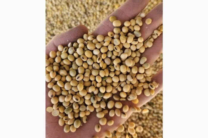 Продам Сою гмо- фото № 1