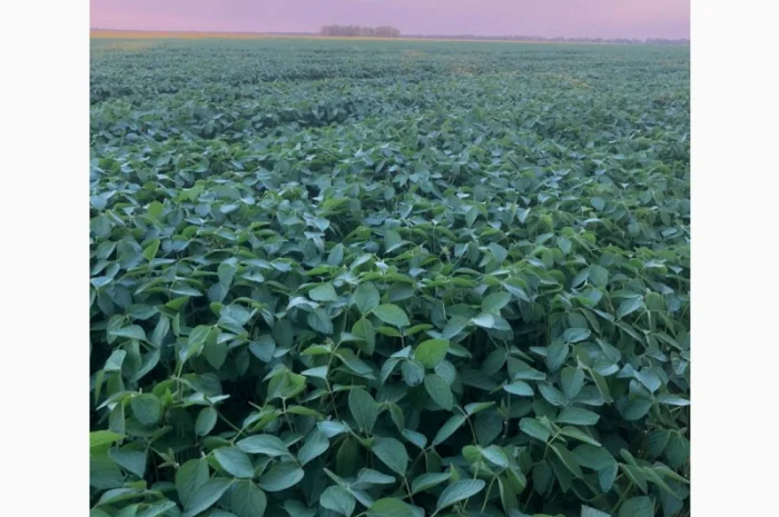 Продам Сою- фото № 1