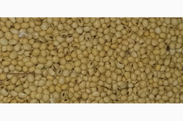 Продам сою гмо- фото № 1