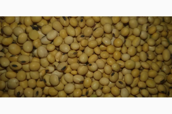 Продам сою гмо- фото № 2