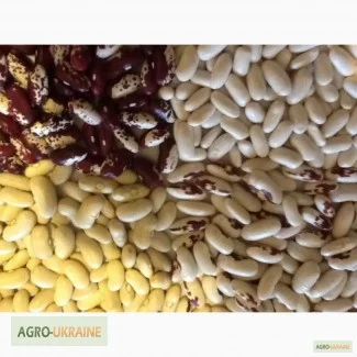 Фасоль цветная, белая- фото № 1