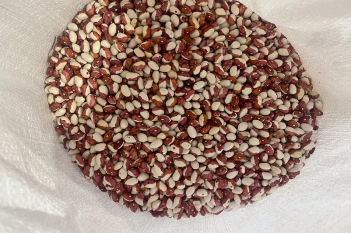 Продается Фасоль Червона Шапочка- фото № 1