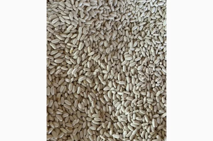 Квасоля біла Єгипет- фото № 1