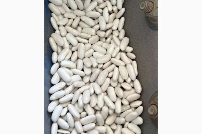 Квасоля біла Єгипет- фото № 3