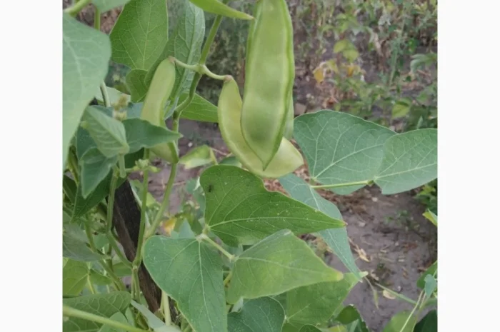 Фасоль- это огородное мясо. Продам редкие спаржевые сорта фасоли- фото № 3