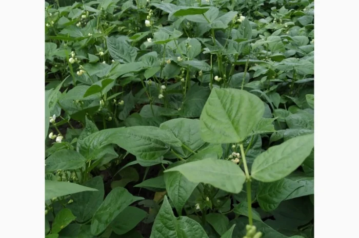 Фасоль- огородное мясо- спаржевая КНУТ, Сударушка, Ад Рем, Лобио, Виолет, Джаминезе, Пламя- фото № 1