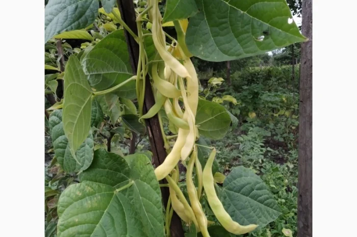 Фасоль- огородное мясо- спаржевая КНУТ, Сударушка, Ад Рем, Лобио, Виолет, Джаминезе, Пламя- фото № 3