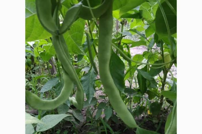 Фасоль- огородное мясо- спаржевая КНУТ, Сударушка, Ад Рем, Лобио, Виолет, Джаминезе, Пламя- фото № 4