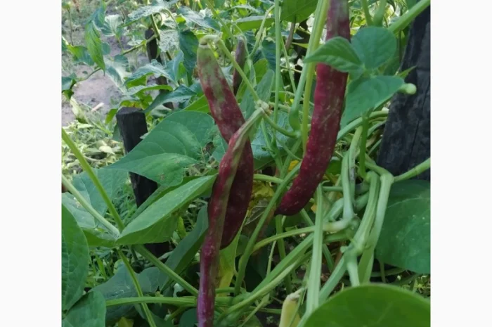 Фасоль спаржевая коллекционная сорта КНУТ и другие- фото № 5