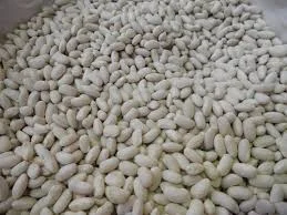 Насіння дрібної білої квасолі оптом- фото № 1