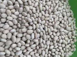 Купуємо білу квасолю сортів Монро та Мавка- фото № 1