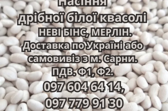 Насіння квасолі сортів НЕВІ БІНС і МЕРЛІН- фото № 1