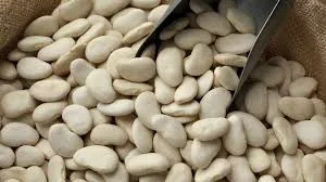 Приймаємо на переробку білу квасолю- фото № 1