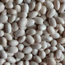 Насіння білої квасолі дрібної. Посівна квасоля- фото № 1