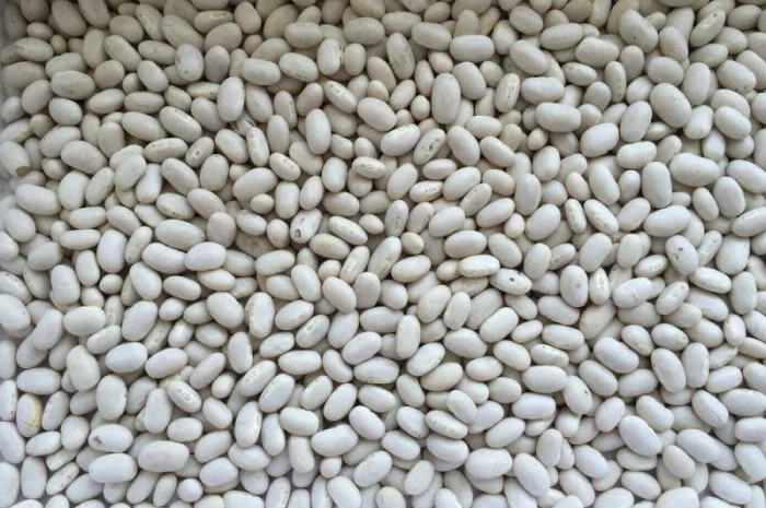 Посівна Квасоля- фото № 1