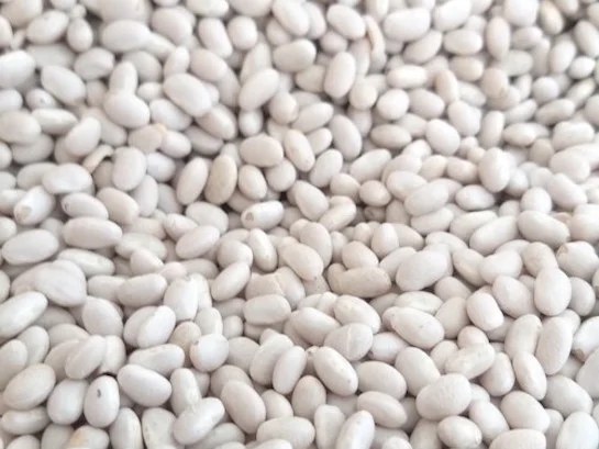 Закуповуємо квасолю білу- фото № 1