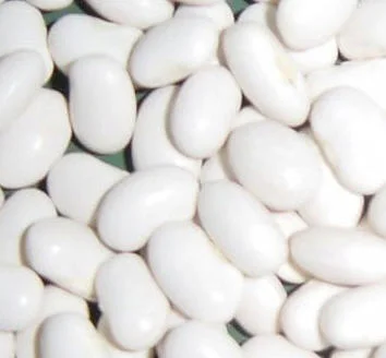 Куплю квасолю білу на переробку- фото № 1