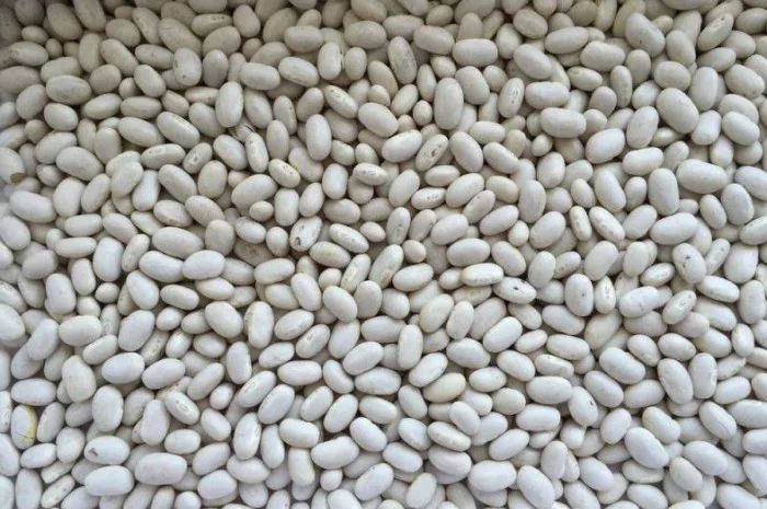 Посівна Квасоля. Насіння квасолі- фото № 1