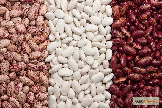 Закупаем фасоль. Самовывоз с места своим транспортом по Украине- фото № 1