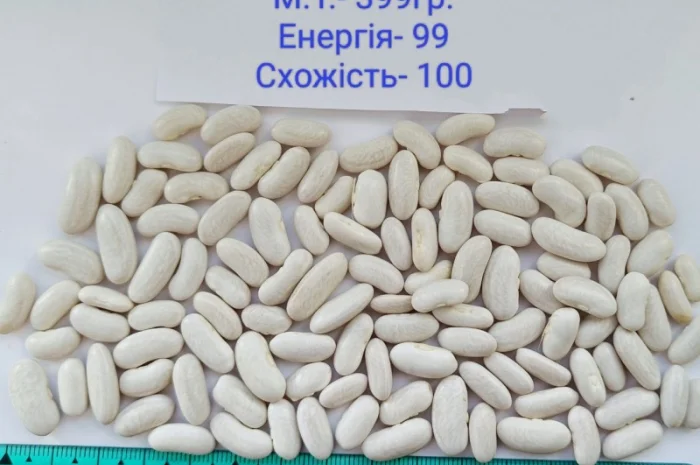 Насіння квасолі Бандоля (Бондюель), Лопатка, Масляна, Солдатік, Червона шапочка, Неві Бінс- фото № 5