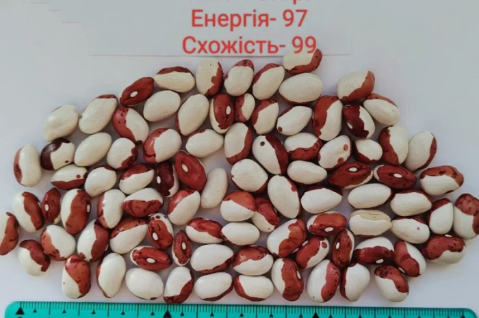 Насіння квасолі Бандоля (Бондюель), Лопатка, Масляна, Солдатік, Червона шапочка, Неві Бінс- фото № 1