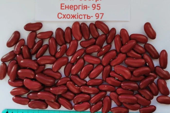 Насіння квасолі Бандоля (Бондюель), Лопатка, Масляна, Солдатік, Червона шапочка, Неві Бінс- фото № 2