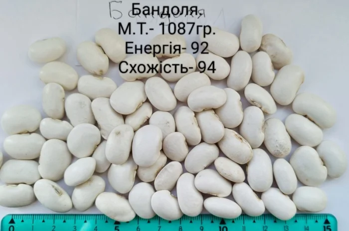 Насіння квасолі Бандоля (Бондюель), Лопатка, Масляна, Солдатік, Червона шапочка, Неві Бінс- фото № 3