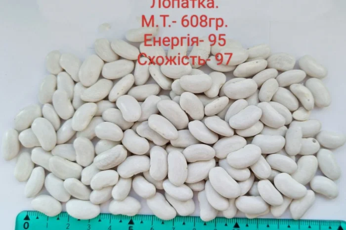 Насіння квасолі Бандоля (Бондюель), Лопатка, Масляна, Солдатік, Червона шапочка, Неві Бінс- фото № 4