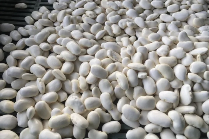 Продам квасолю Томатку гарної якості- фото № 2