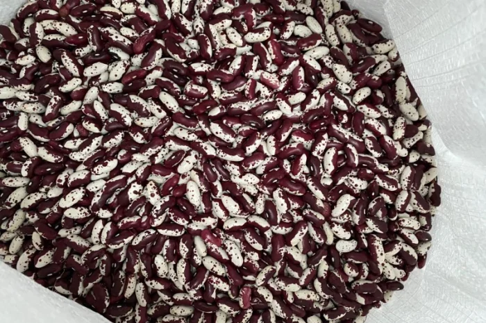 Продам якісну квасолю Ластівка- фото № 1