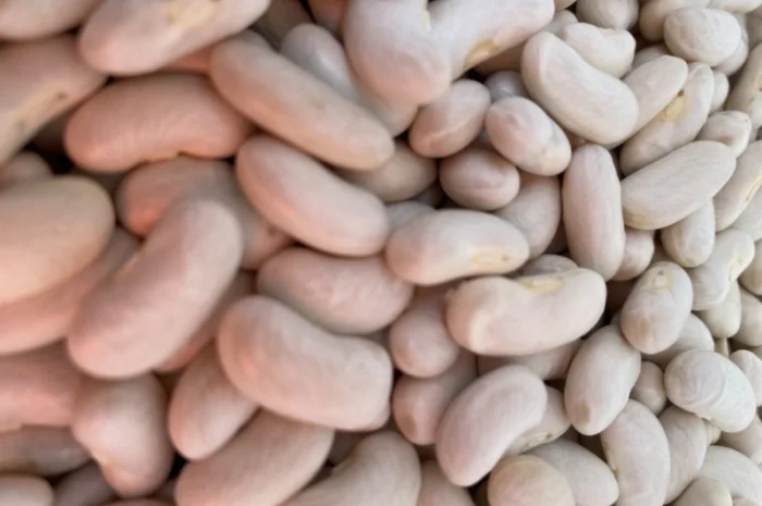 Продам квасолю Біла довга- фото № 1