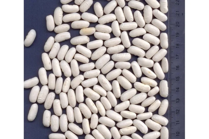 Фасоль из Аргентины- фото № 1