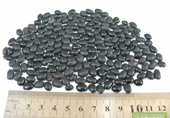 Фасоль из Аргентины- фото № 2