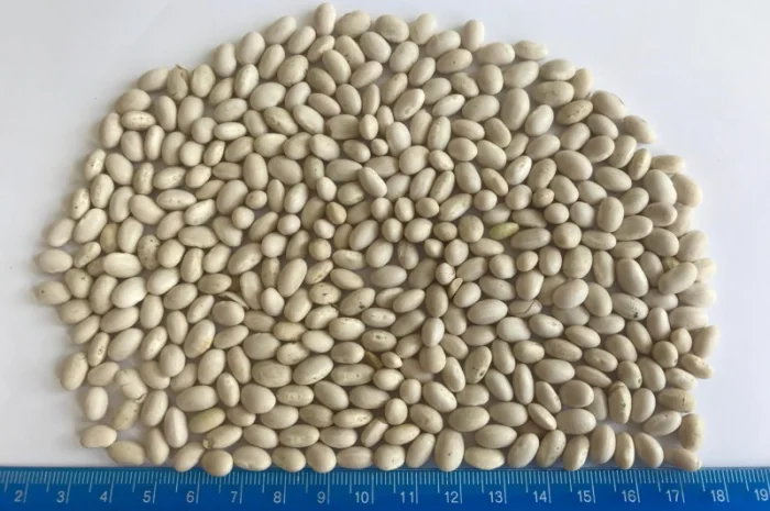 Закуповуємо квасолю різних сортів- фото № 1