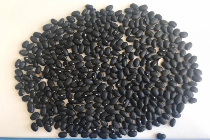 Закуповуємо квасолю різних сортів- фото № 2