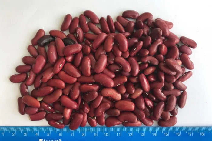 Закуповуємо квасолю різних сортів- фото № 3