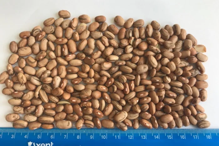 Закуповуємо квасолю різних сортів- фото № 4