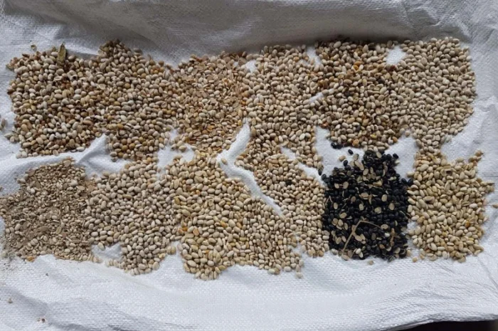 Половинка квасолі- фото № 1