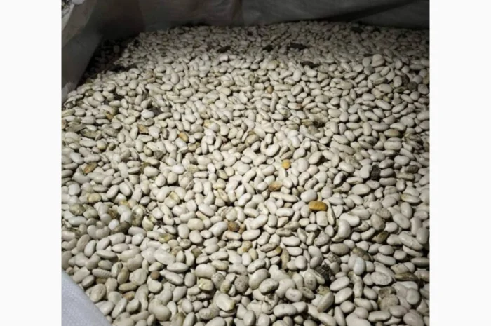 Продам квасолю 64 тонни, Львівська обл- фото № 1