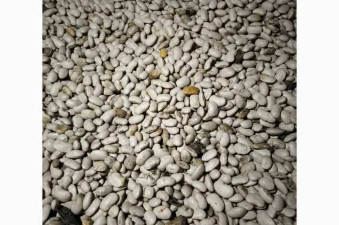 Продам квасолю 64 тонни, Львівська обл- фото № 2